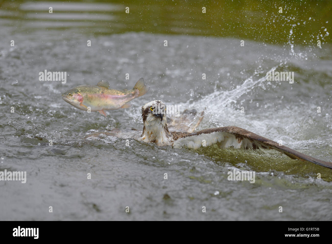 Osprey (Pandion haliaetus), lying on water unsuccessful hunt for a rainbow trout (Oncorhynchus mykiss), fish jumping over eagle Stock Photo