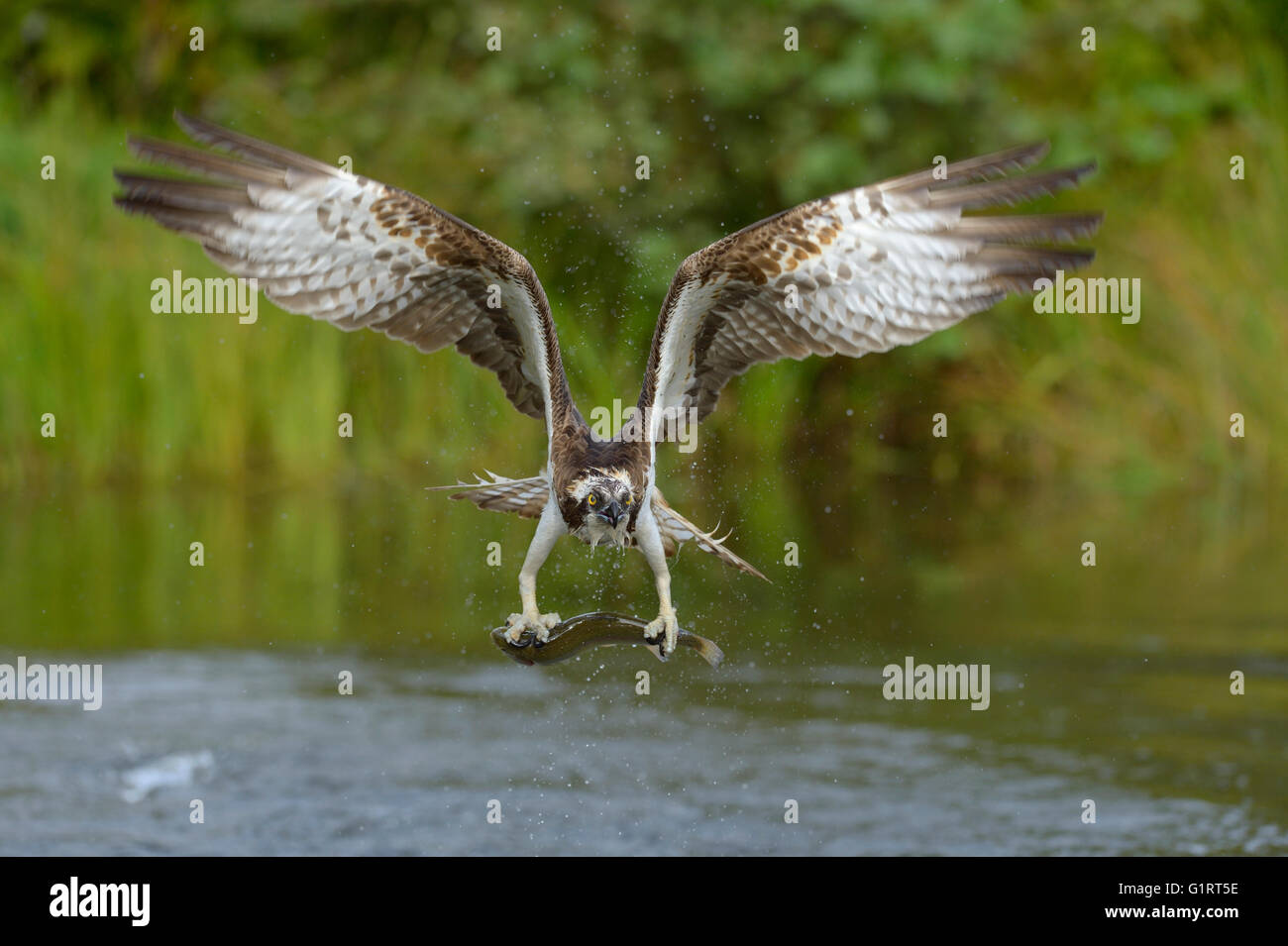 Osprey (Pandion haliaetus) in flight with prey, rainbow trout (Oncorhynchus mykiss), Tampere, Western Finland, Finland Stock Photo