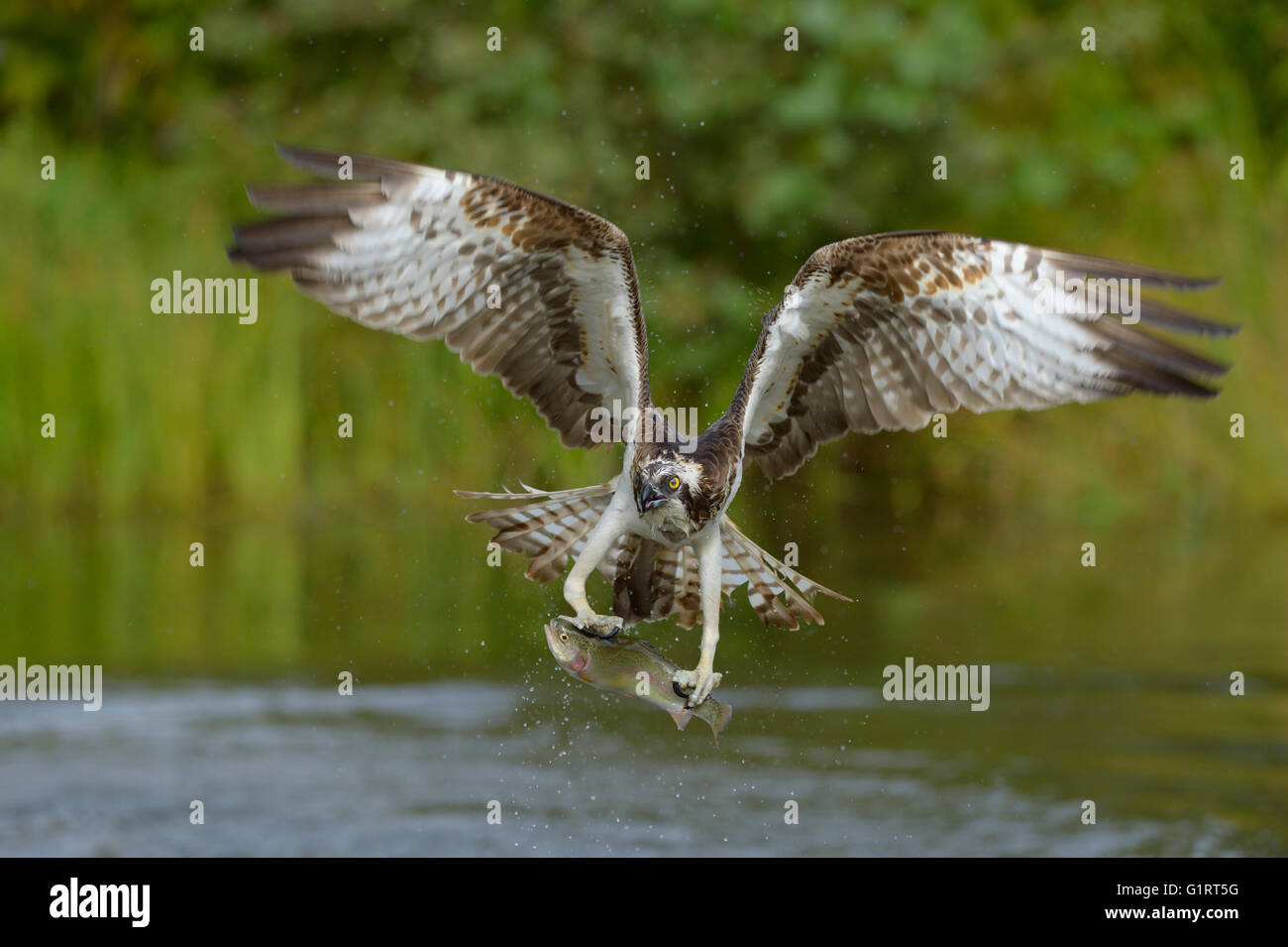 Osprey (Pandion haliaetus) in flight with prey, rainbow trout (Oncorhynchus mykiss), Tampere, Western Finland, Finland Stock Photo