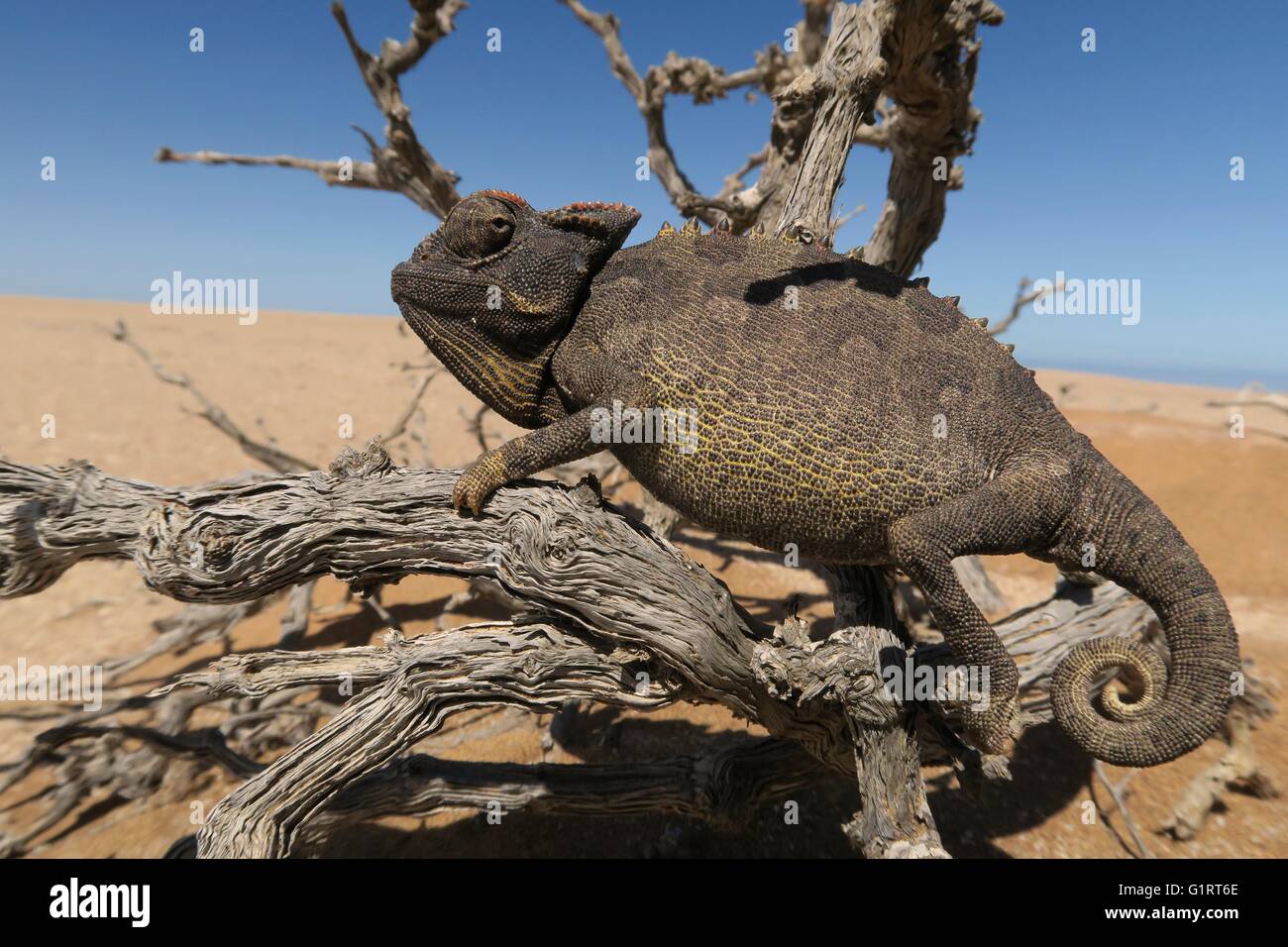 Namaqua Chameleon (Chamaeleo namaquensis), Namib Desert in Swakopmund, Namibia Stock Photo