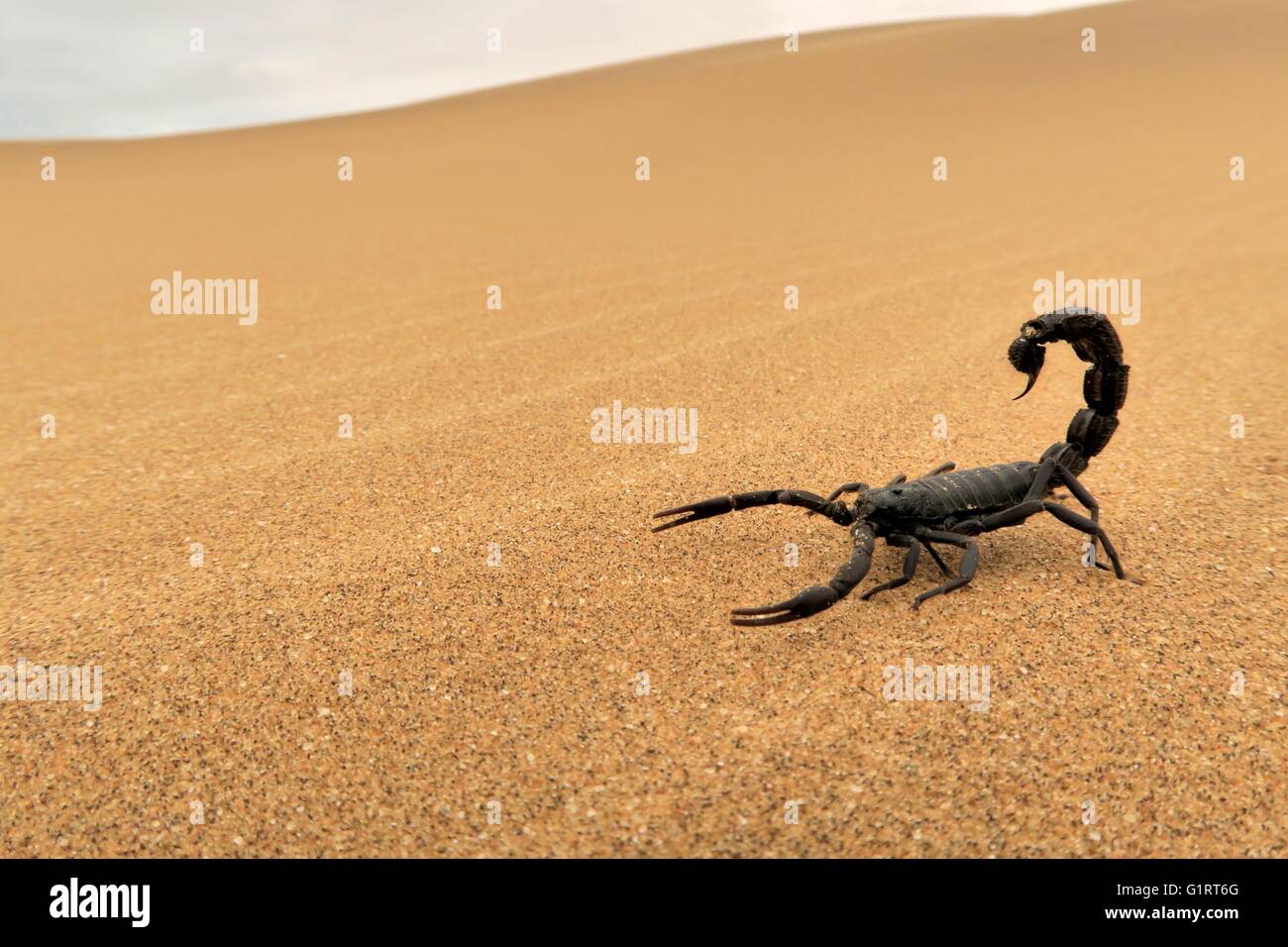 Black scorpion (Parabuthus villosus) running on sand, Namib Desert in Swakopmund, Namibia Stock Photo