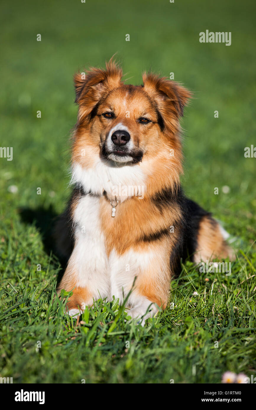 Mixed-breed dog, mongrel in meadow, North Tyrol, Austria, Europe Stock Photo