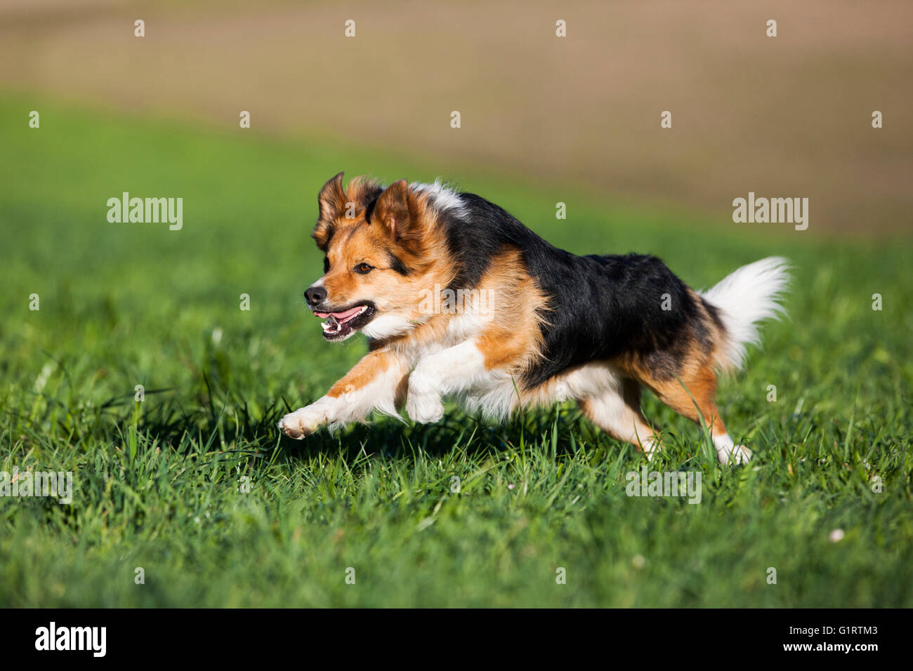 Mixed-breed Dog, mongrel running in meadow, North Tyrol, Austria, Europe Stock Photo