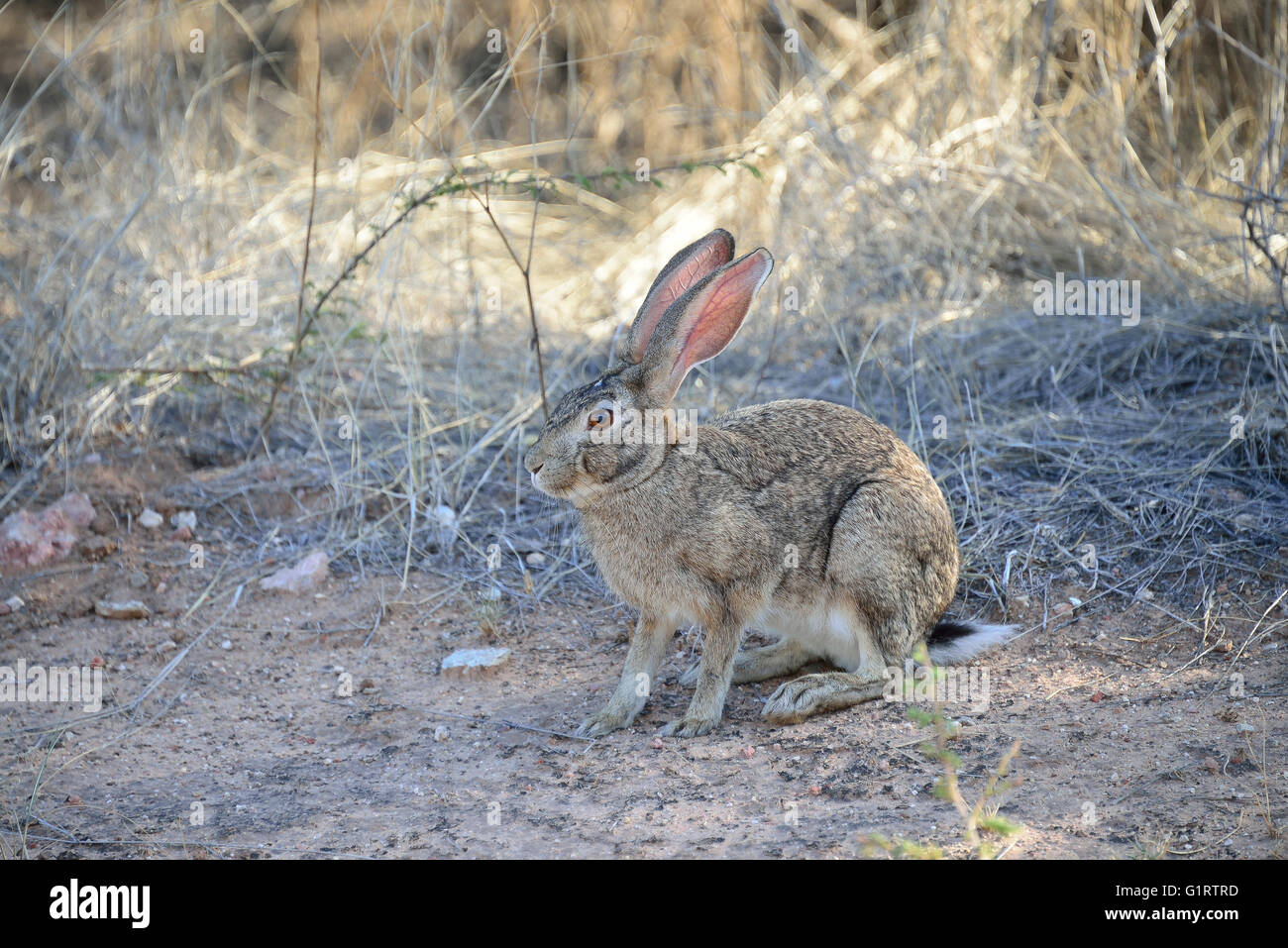 Cape hare (Lepus capensis), Etosha National Park, Namibia Stock Photo