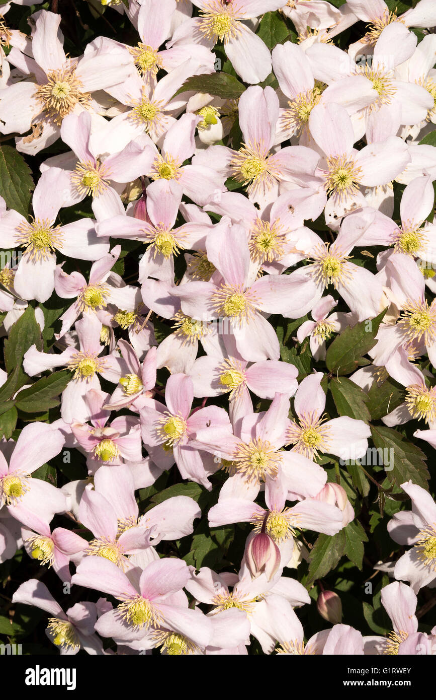 The Pale Pink Flowers of Clematis Montana Rubens in an Alsager Garden