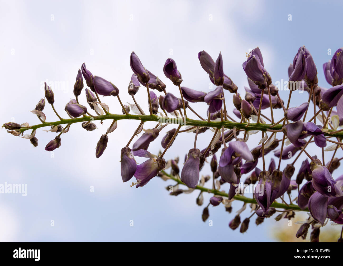 Blue and White Flower of a Wisteria Sinensis in a Cheshire Garden Alsager England United Kingdom UK Stock Photo