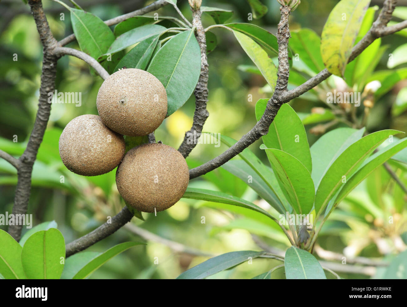 Ripening Sapodilla fruits in organic garden. A tropical, evergreen tree fruit with sweet and malty flavor. Stock Photo