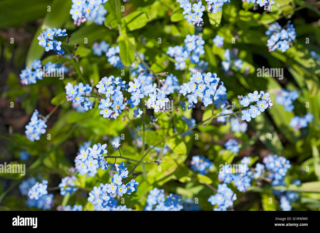 Close up of blue Forget me not flowering flower flowers in spring England UK United Kingdom GB Great Britain Stock Photo