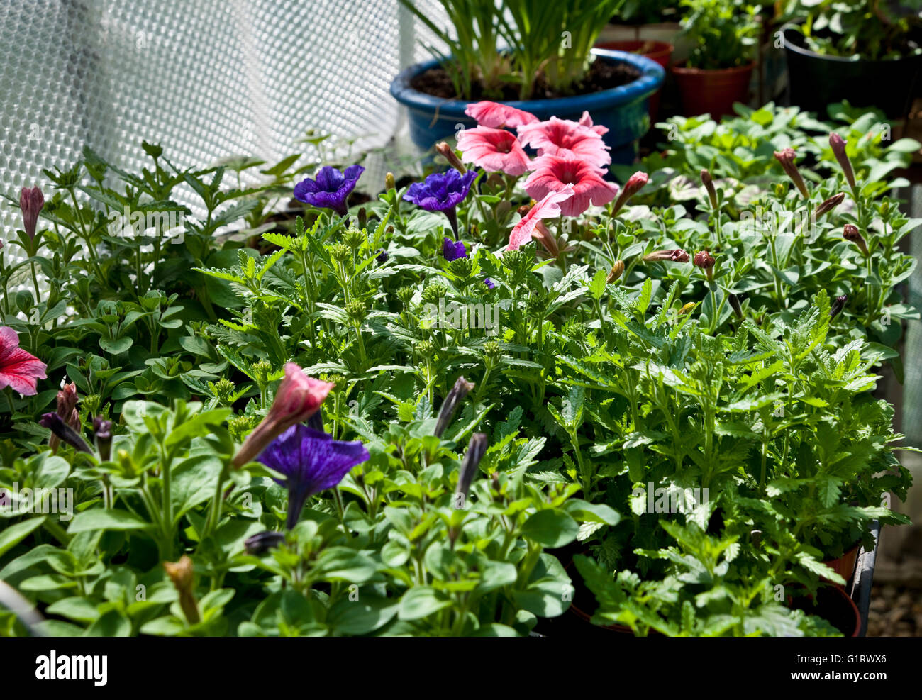 Close up of trays of tender bedding plants growing inside a greenhouse