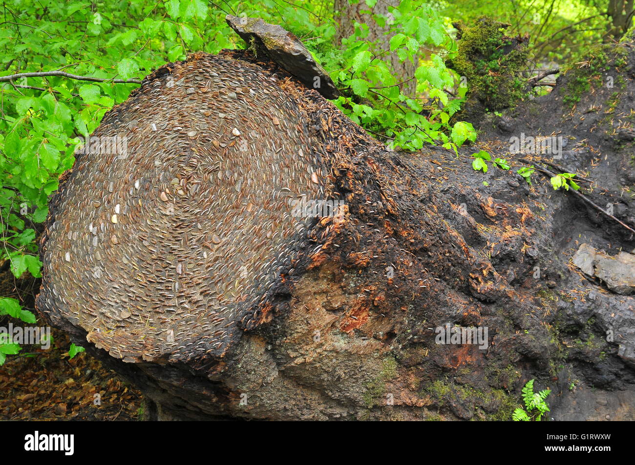 Hammered coins tree stump hires stock photography and images Alamy