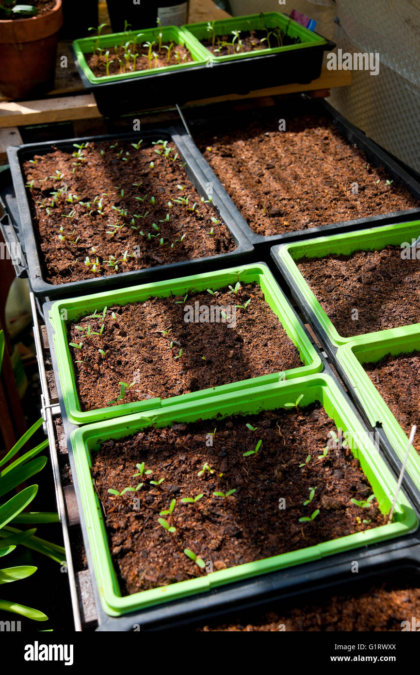 Marigold seedlings in plastic seedtray seedtrays seed trays in the greenhouse in spring England UK United Kingdom GB Great Britain Stock Photo