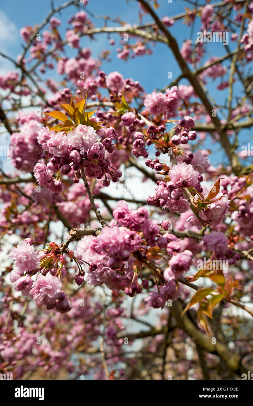 Pink ornamental cherry tree blossom flowering flower flowers in spring England UK United Kingdom GB Great Britain Stock Photo