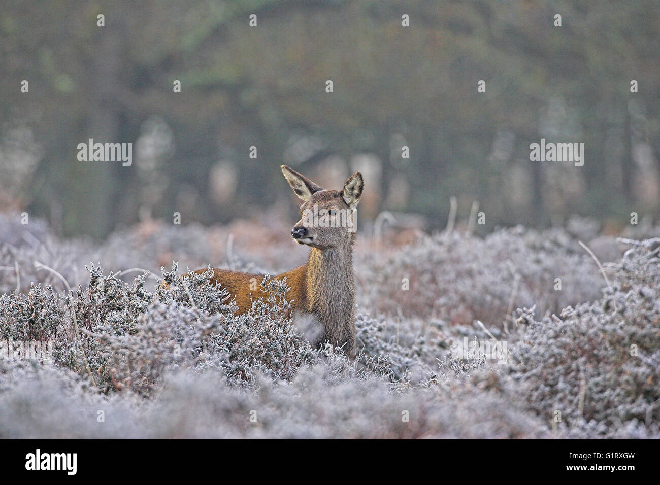 New Forest Deer Winter High Resolution Stock Photography And Images Alamy