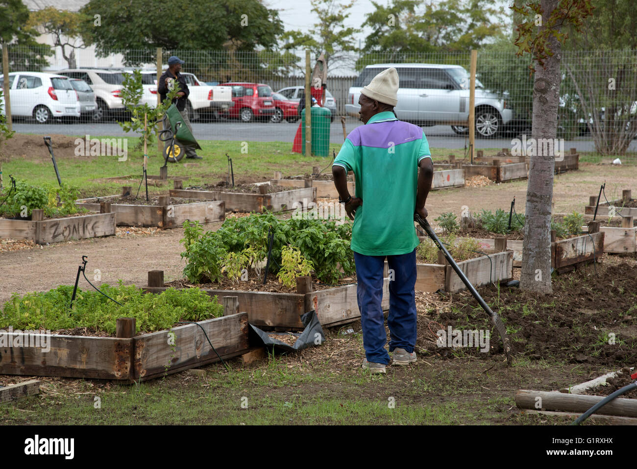 SOMERSET WEST WESTERN CAPE SOUTH AFRICA Volunteers working in a community garden producing vegetables and salad produce Stock Photo