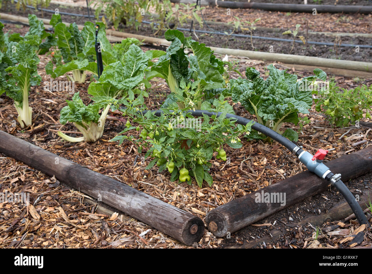 COMMUNITY GARDEN SOMERSET WEST SOUTH AFRICA APRIL 2016 A Water Community garden somerset west south africa april 2016 a water