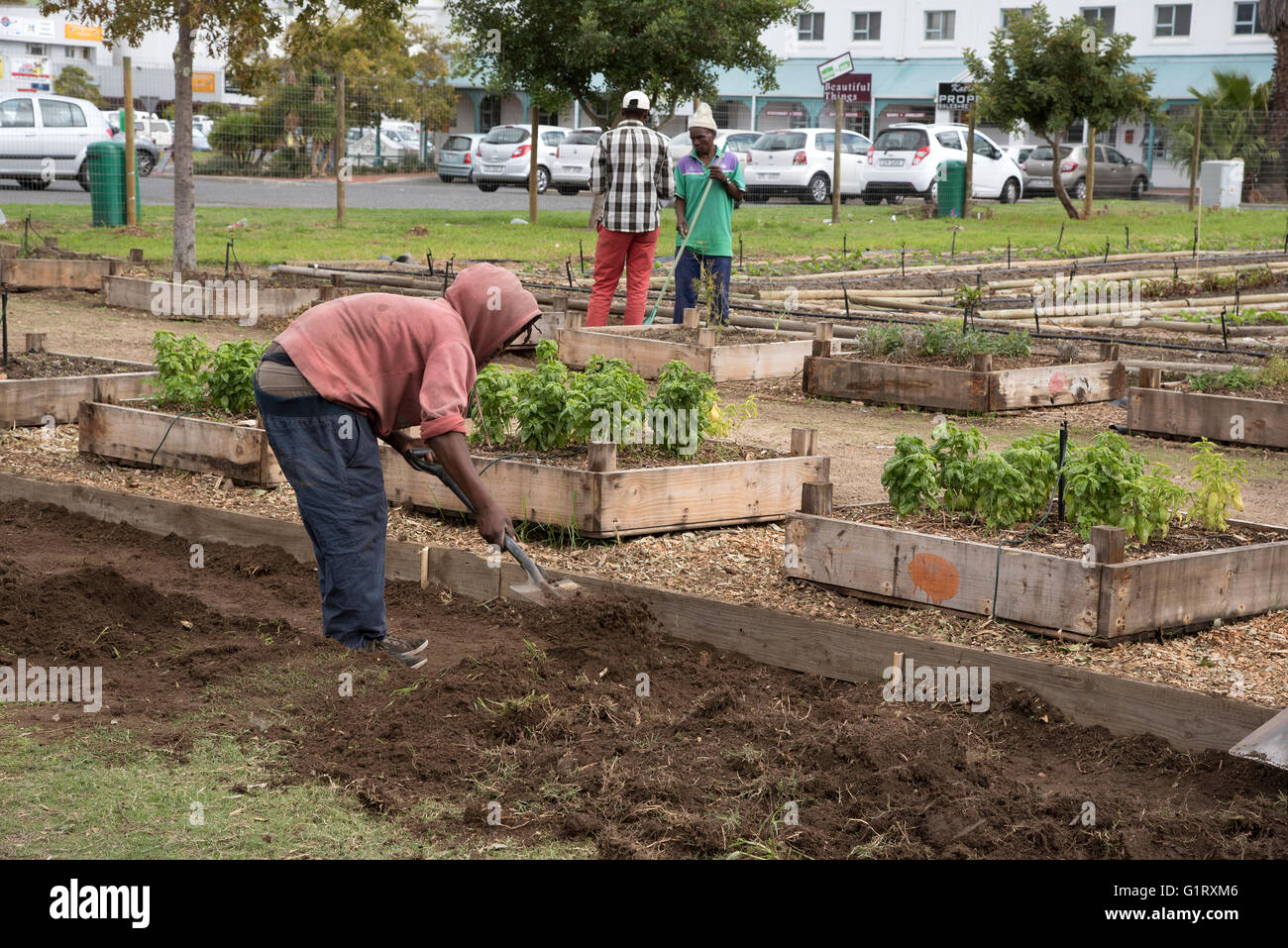 SOMERSET WEST WESTERN CAPE SOUTH AFRICA Volunteers working in a community garden producing vegetables and salad produce Stock Photo