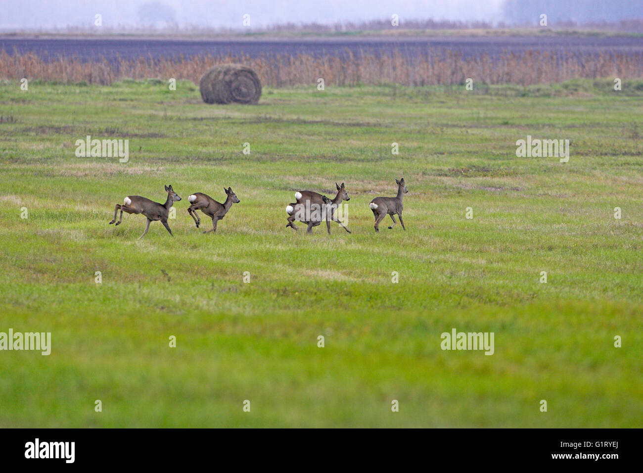 Group of roe deer hi-res stock photography and images - Alamy