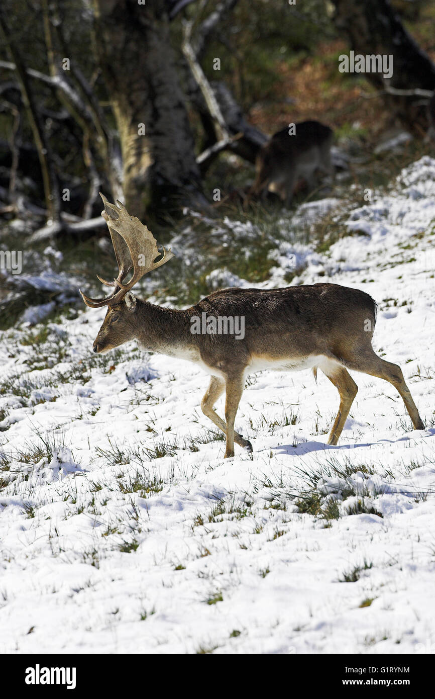 Fallow deer Dama dama Bolderwood Deer Sanctuary New Forest National Park Hampshire England Stock Photo