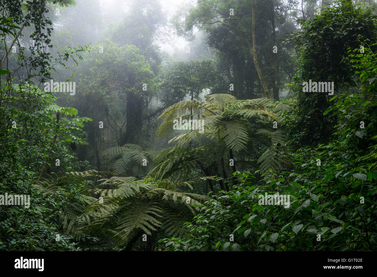Atlantic Rainforest vegetation in Ilhabela, SE Brazil Stock Photo