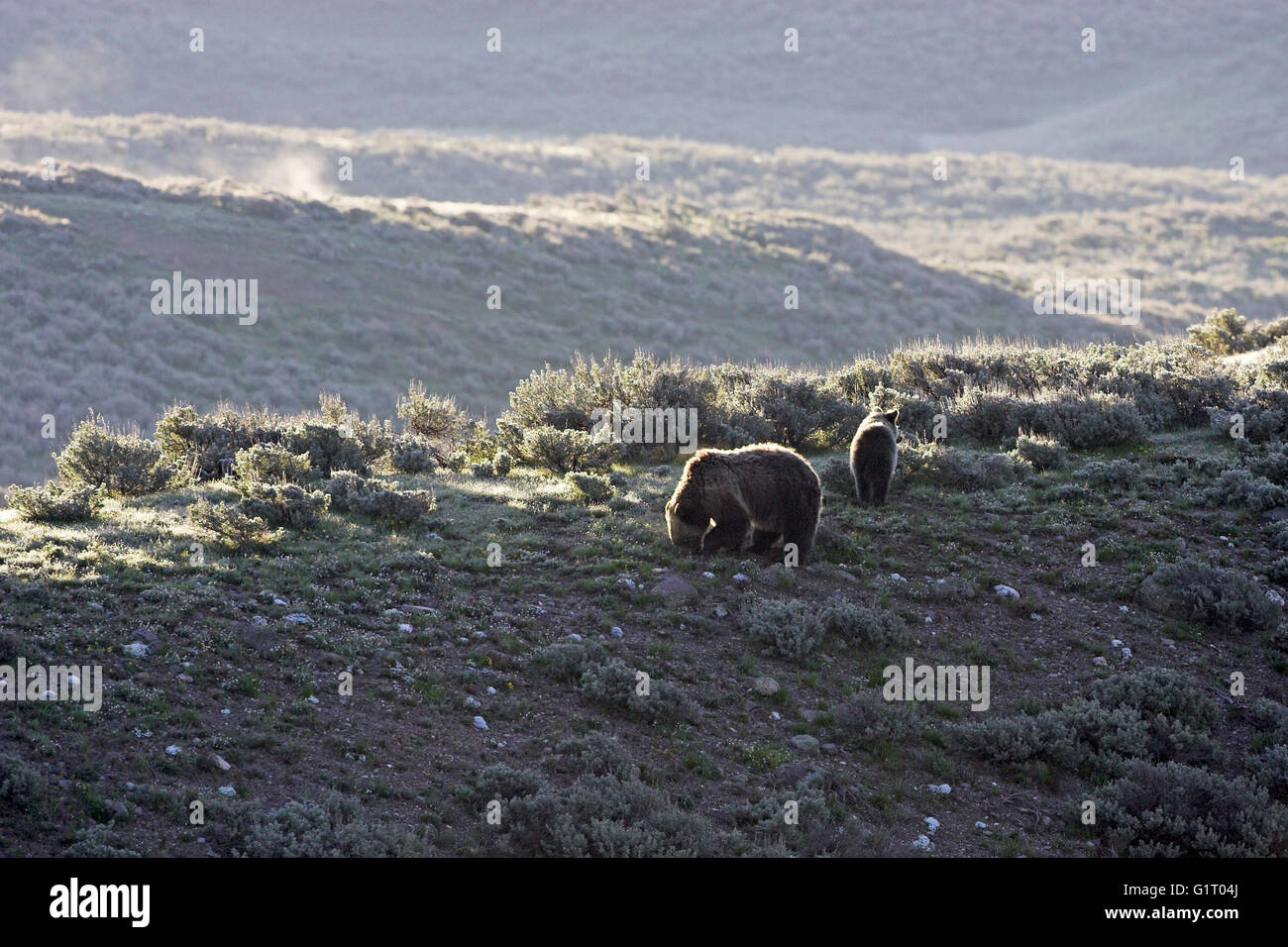 Grizzly bear Ursus arctos horribilis female and cub Hayden Valley Yellowstone National Park Wyoming USA Stock Photo