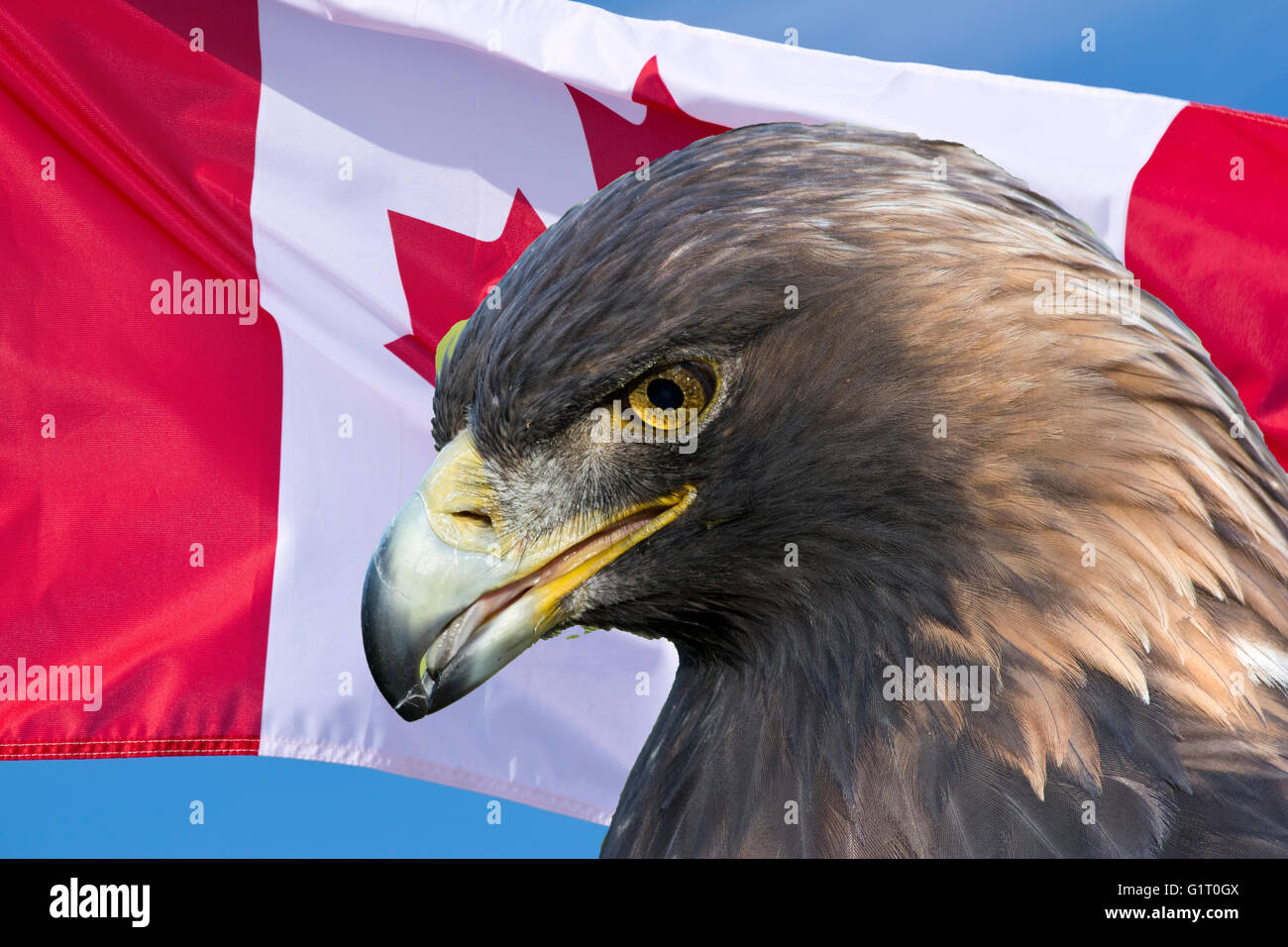 Golden eagle canadian flag hires stock photography and images Alamy