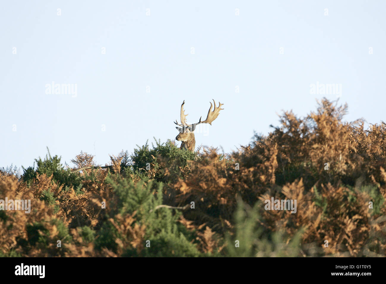 Fallow deer Dama dama fallow buck on heathland New Forest National Park Hampshire England Stock Photo
