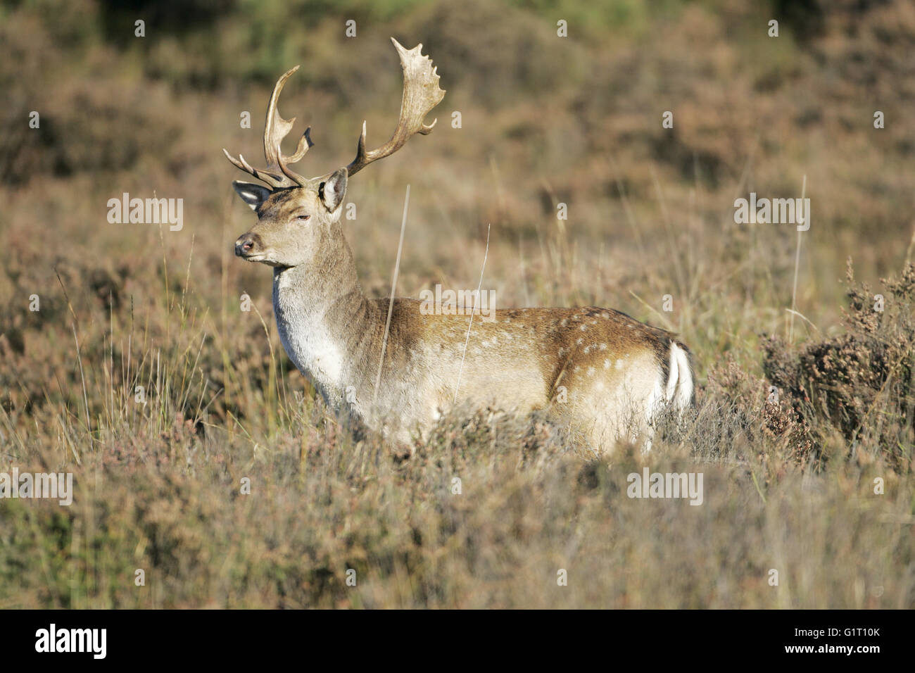 Fallow deer Dama dama fallow buck on heathland New Forest National Park Hampshire England Stock Photo