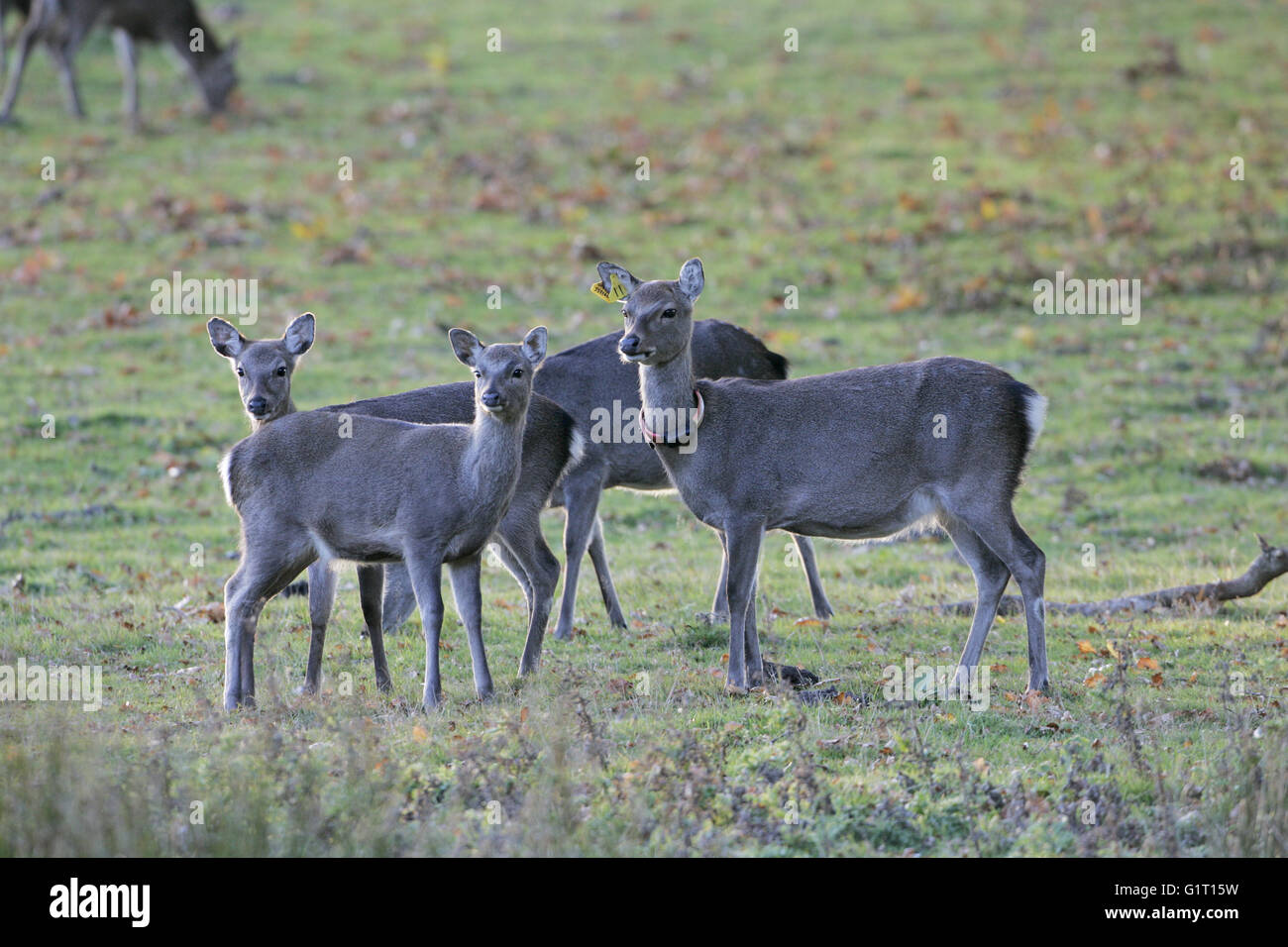 Sika deer Cervus nippon hinds one with ear tag and radio tracking collar Arne Dorset England Stock Photo