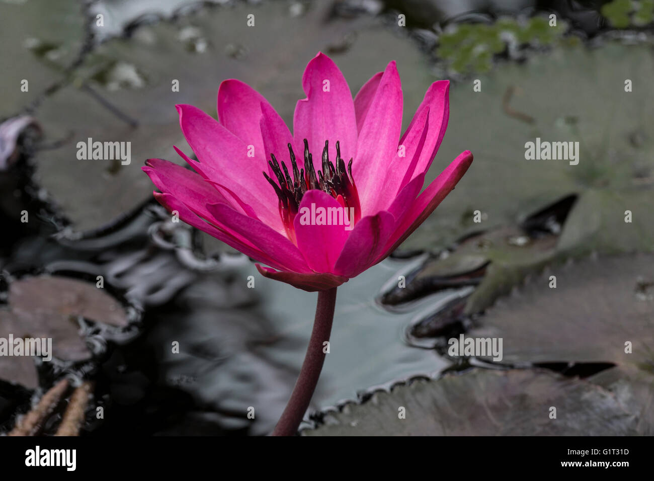 Blooming tropical waterlily Stock Photo