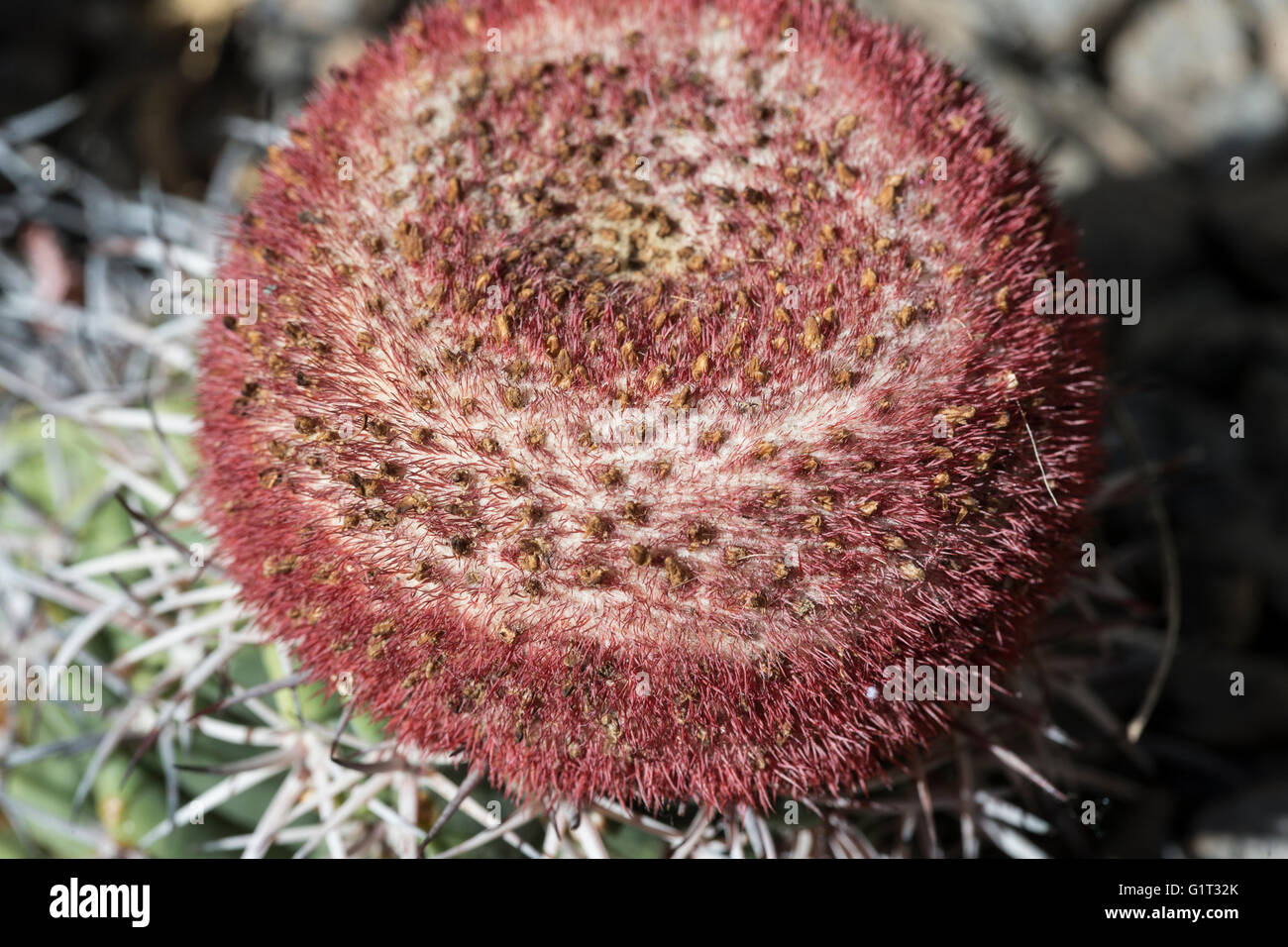 Blooming Melocactus Zehntneri close-up macro Stock Photo