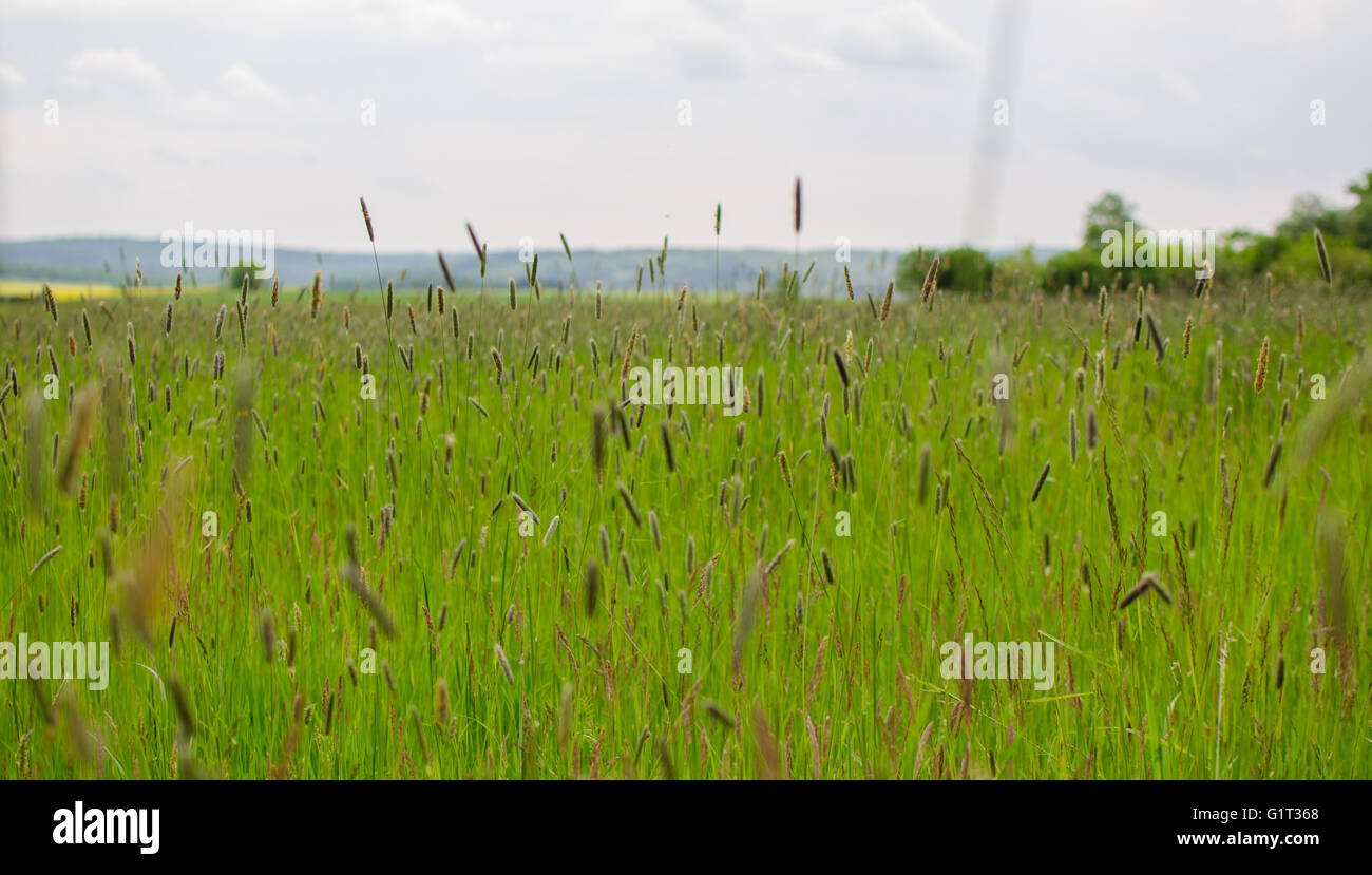 Field of meadow foxtail Stock Photo
