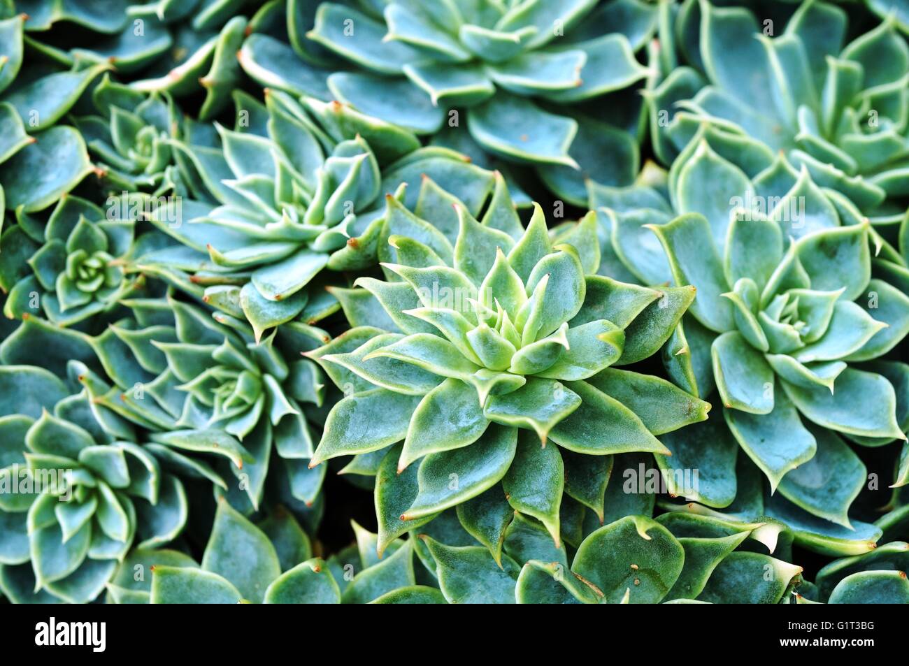 Rosette succulent hi-res stock photography and images - Alamy