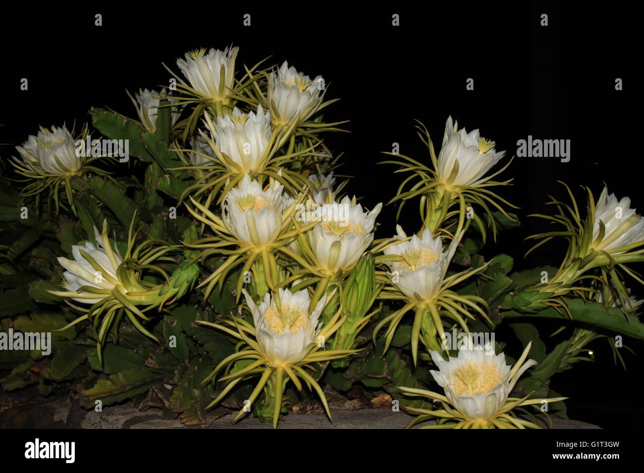 Night Blooming Cereus (Queen of the Night, Dragon fruit) flowers Stock  Photo - Alamy