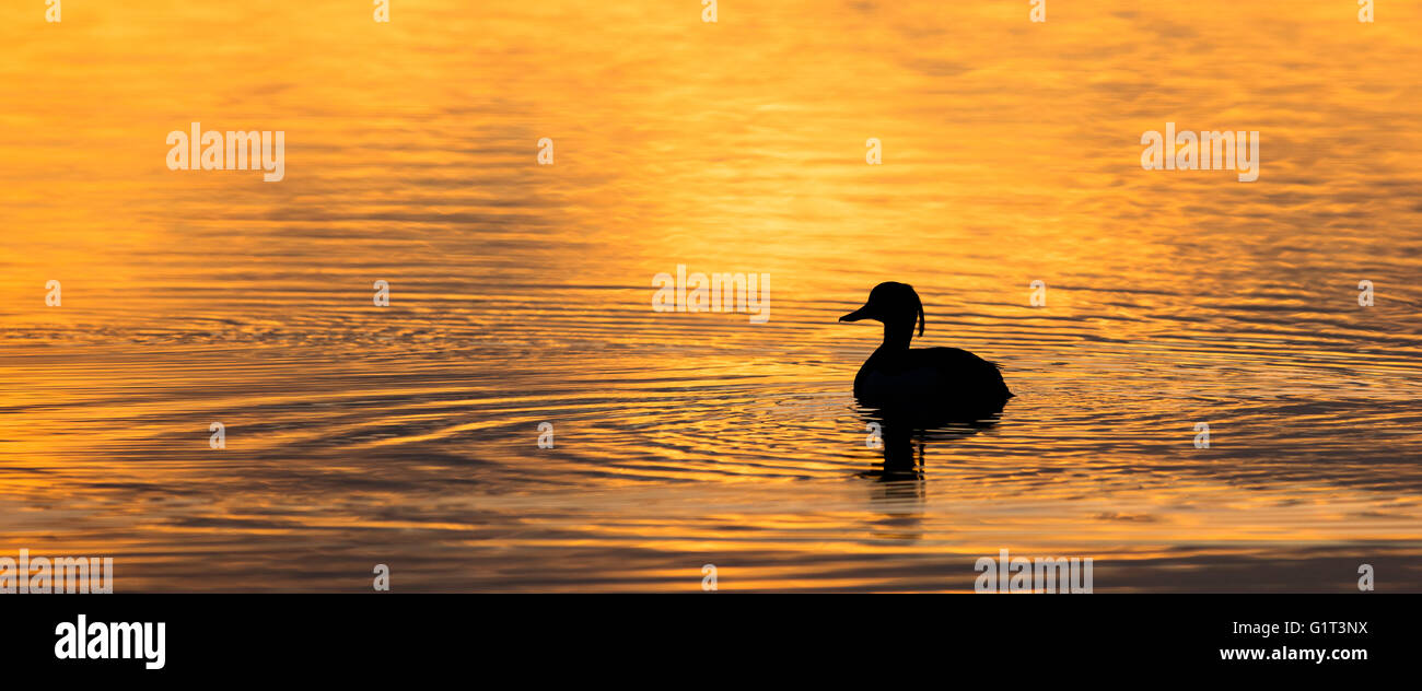 Golden glow sunrise hi-res stock photography and images - Alamy