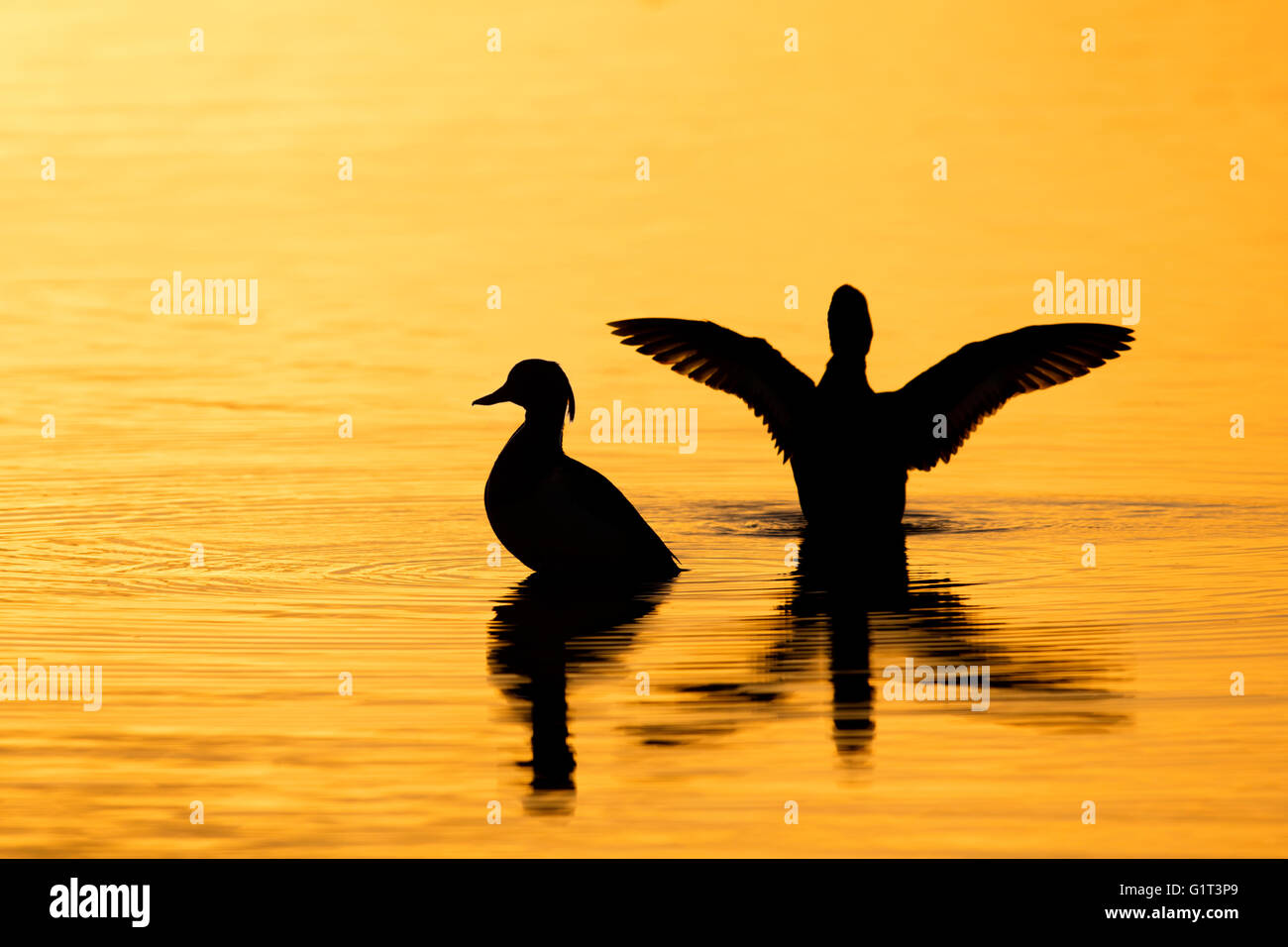 Golden glow sunrise hi-res stock photography and images - Alamy