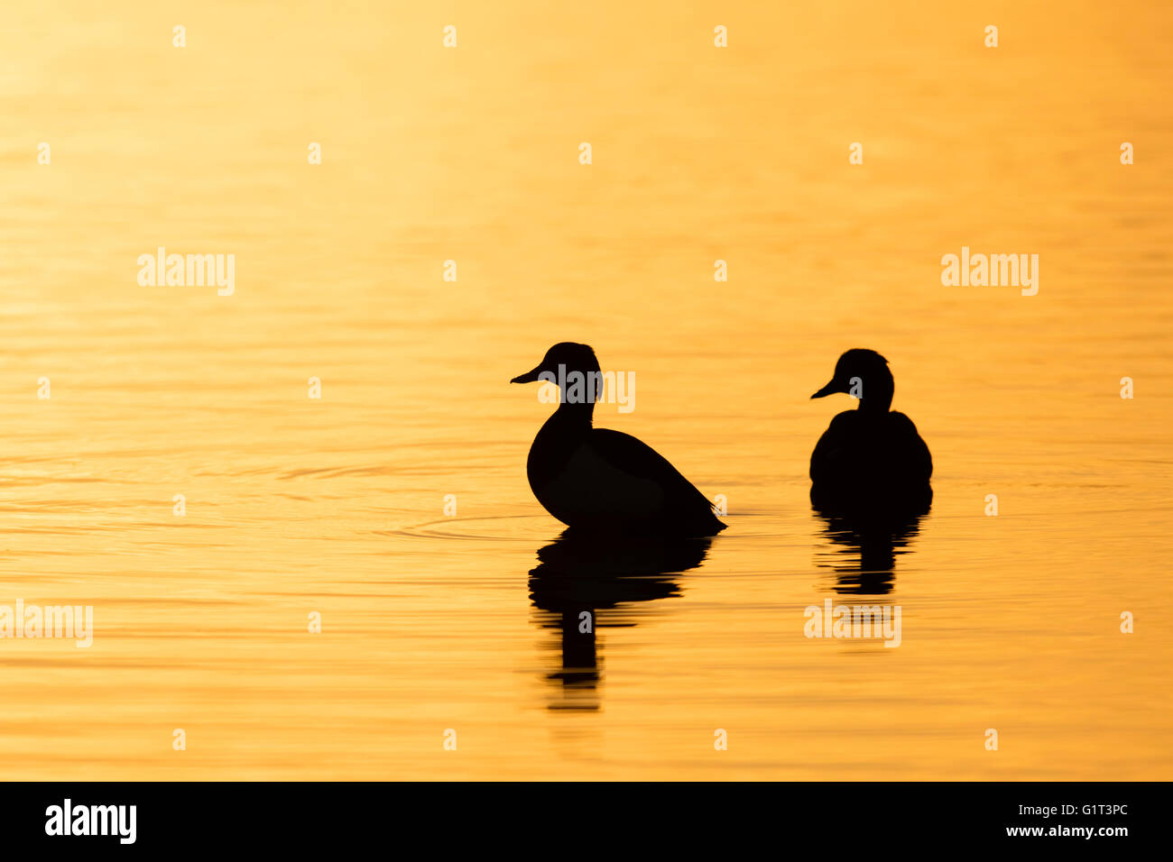 Golden glow sunrise hi-res stock photography and images - Alamy