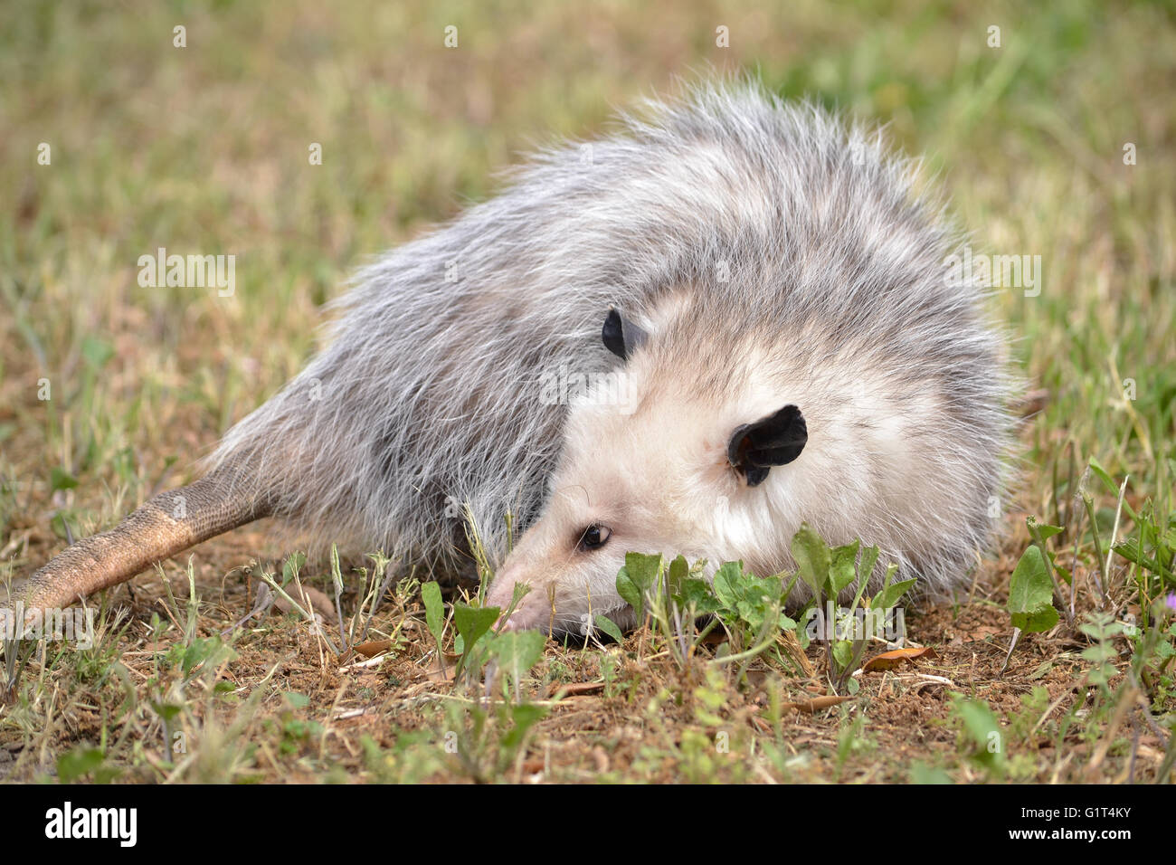 Virginia Opossum resting on grass in Fairfield, California, USA Stock