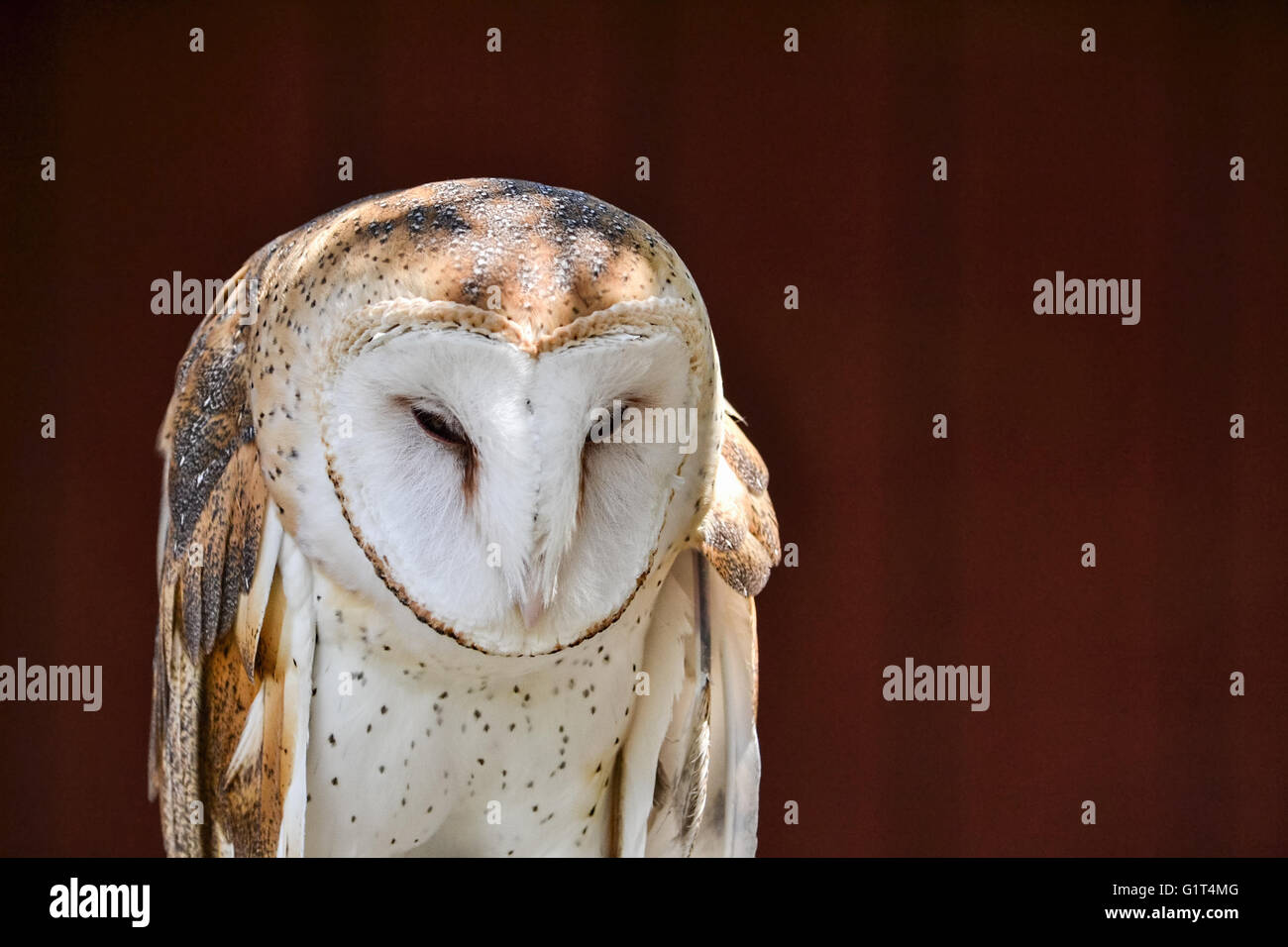 Close up on the face of a barn owl, Tyto alba, against red barn background Stock Photo