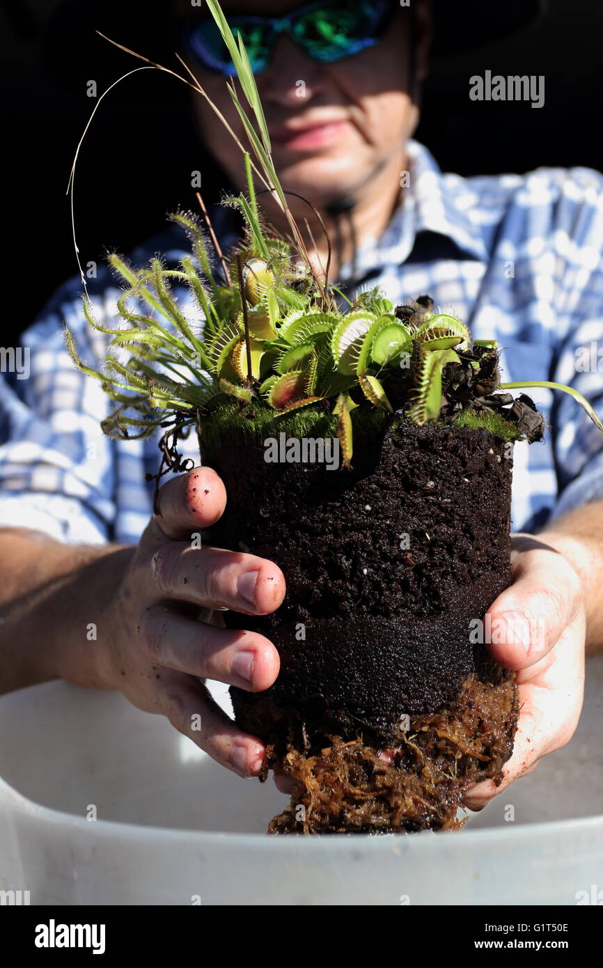 Close up of hand holding Venus Fly Trap and  Drosera capensis with pot removed Stock Photo