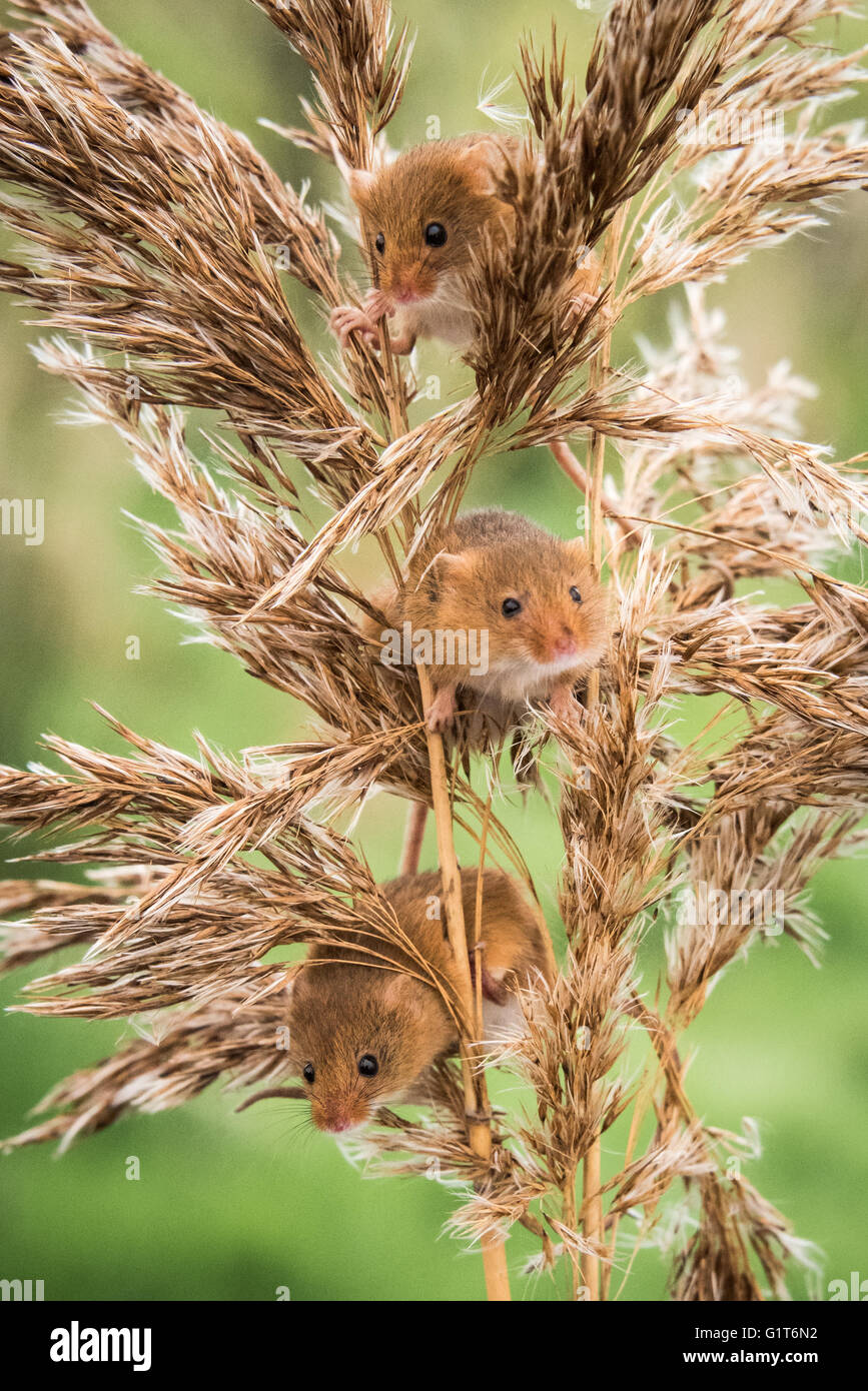 Harvest mice (Micromys minutus) climbing and being curious Stock Photo