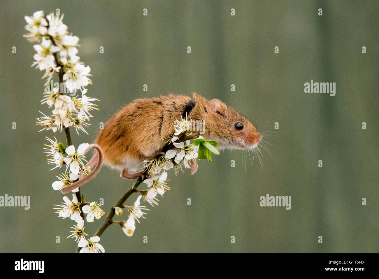 Harvest mouse (Micromys minutus) climbing and being curious Stock Photo