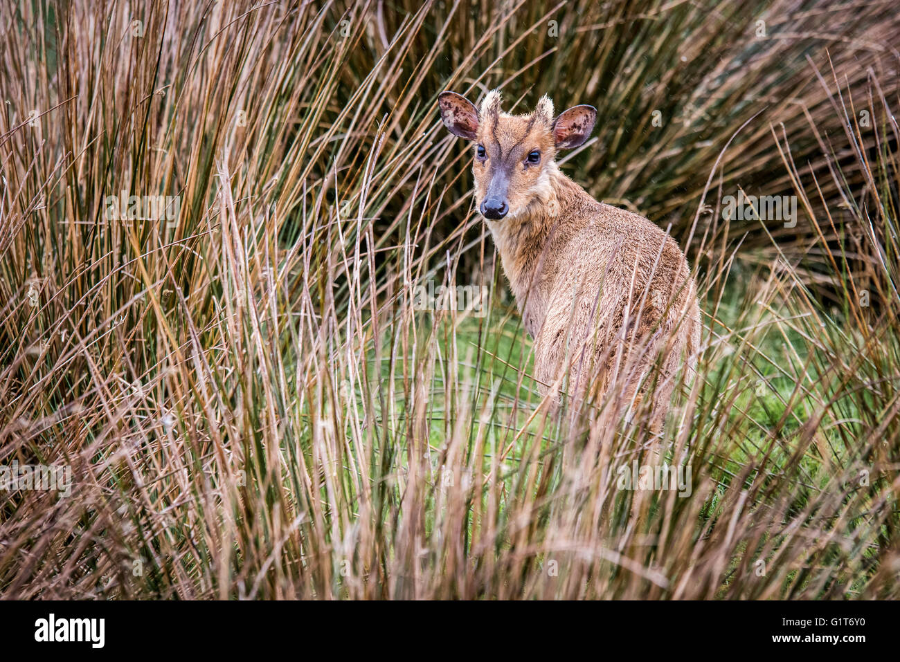 Muntjac deer ( Muntiacini) in long grass Stock Photo