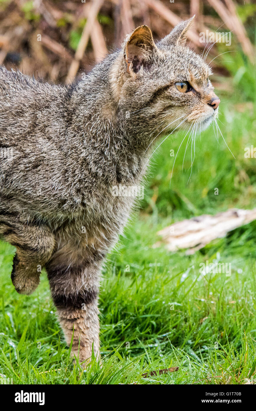 Scottish wild cat Stock Photo Alamy