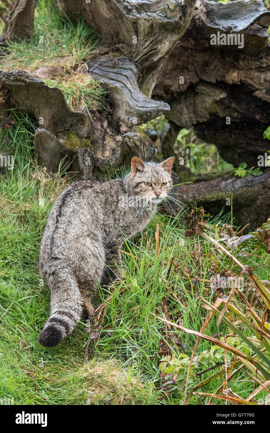 Scottish wild cat Stock Photo