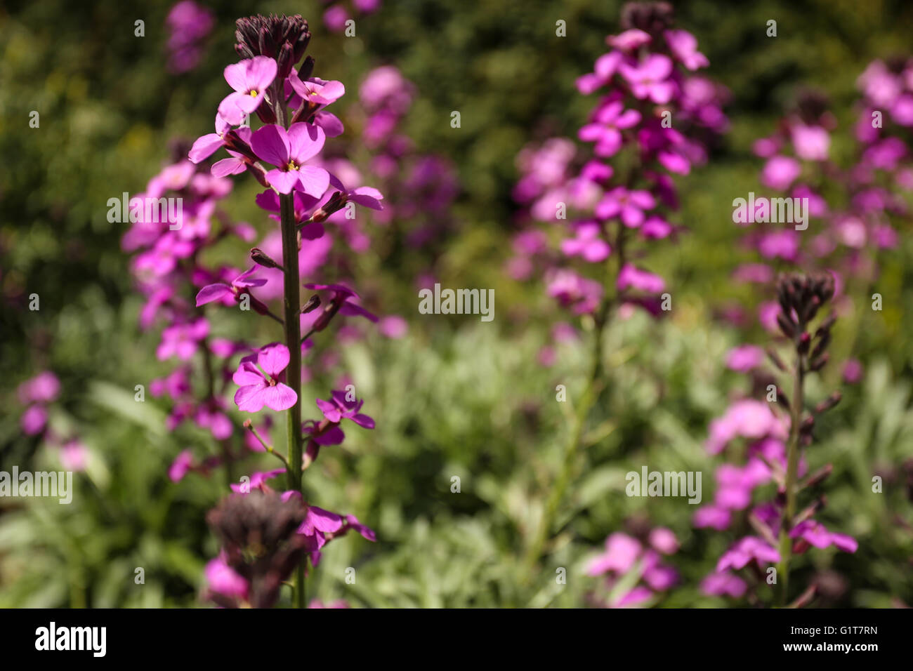 Purple Flowers in Hyde Park Stock Photo Alamy