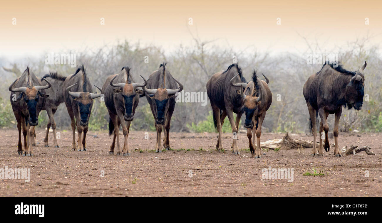 Blue Wildebeest (Connochaetes taurinus), walking together, Kruger National Park, Mpumalanga, South Africa, Africa Stock Photo