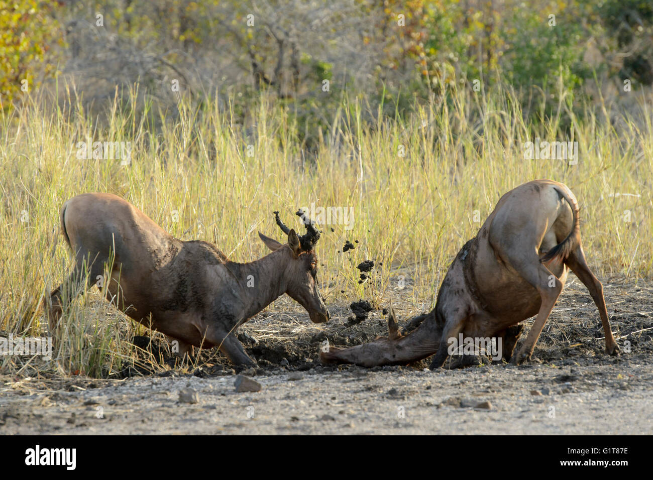 Topi, Tsessebe antelope (Damaliscus lunatus), crawling in mud, Kruger National Park, South Africa. Stock Photo