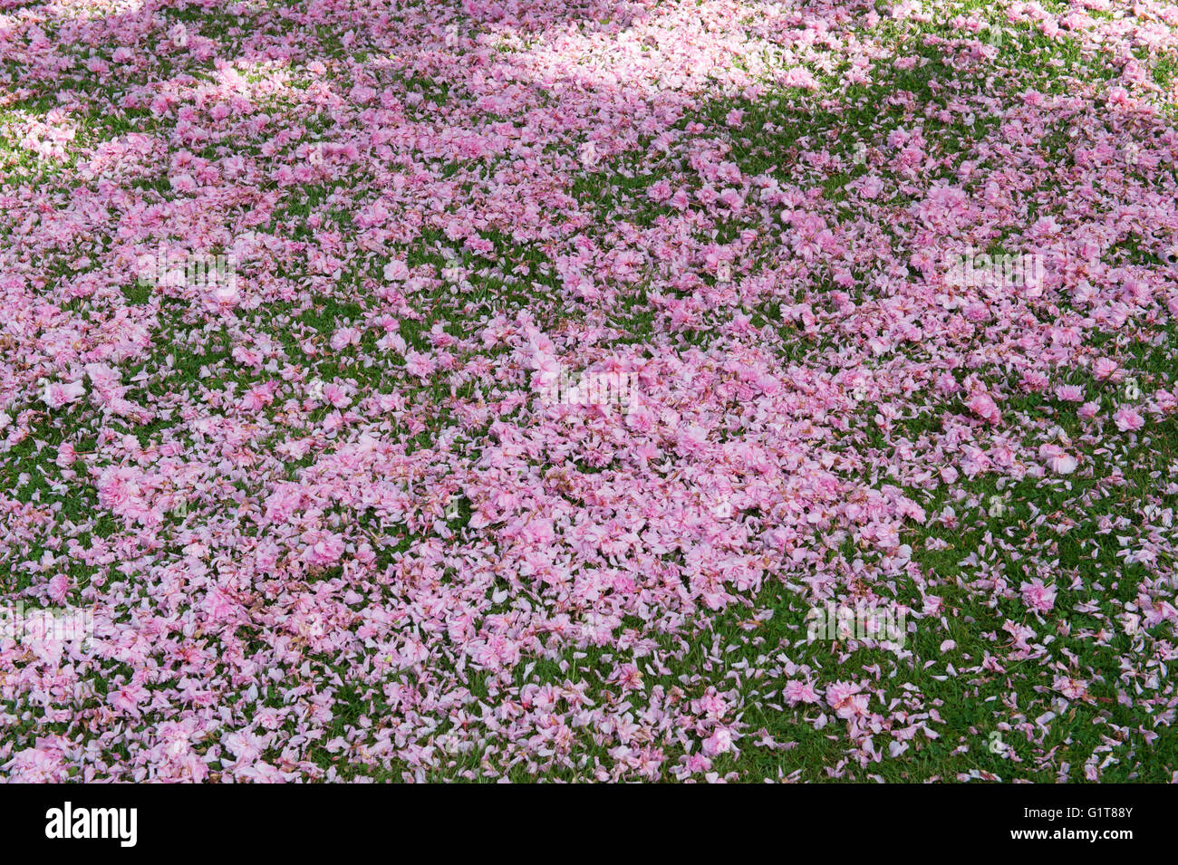 Fallen pink cherry tree blossom in the gardens of Halls Croft