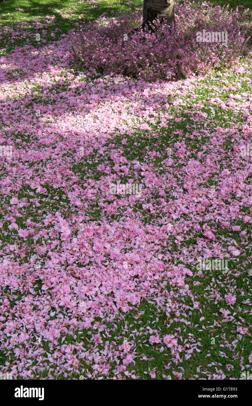 Fallen pink cherry tree blossom in the gardens of Halls Croft