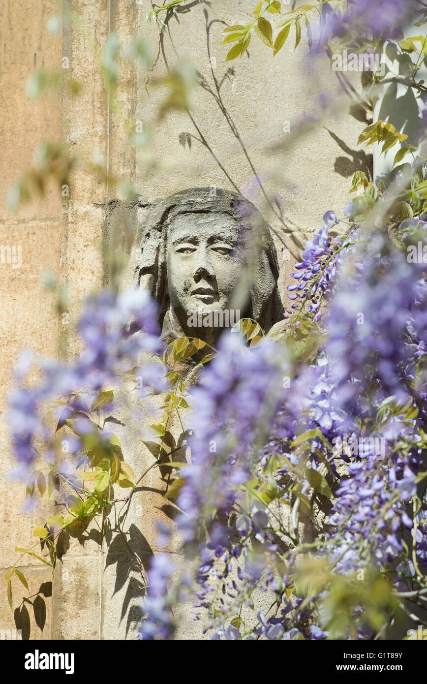Stone head carving through wisteria at Balliol college. Oxford, UK Stock Photo